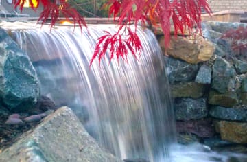 Japanese maple in natural Arlington water feature