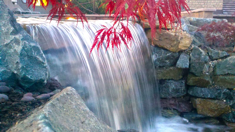 Japanese maple in natural Arlington water feature